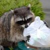 Like like blaming a raccoon for going thru your trash