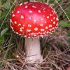 Would you eat a mushroom that 97% of experts say is poisonous?